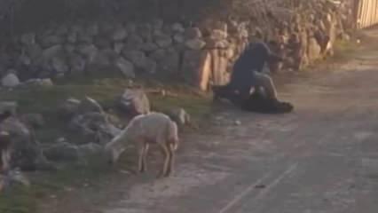 Tokat’ta küçükbaş hayvana eziyet eden kişi yakalandı