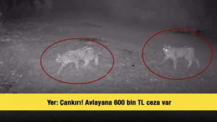 Yer: Çankırı! Avlayana 600 bin TL ceza var