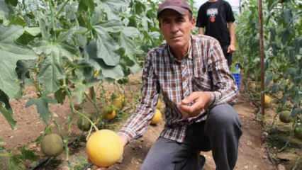 2 ton hasat yapıp kilosunu 200 TL'den sattı