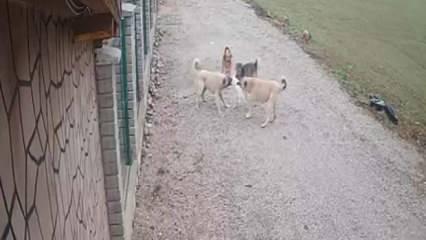 Kayıp olarak aranan kedi "Mia"nın köpekler tarafından telef edildiği ortaya çıktı