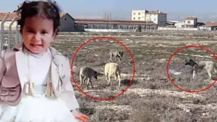 Rana bebeğin ölümüne ilişkin otopsi raporu açıklandı! Rana hayatta olduğu sırada...