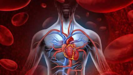 50 yaş üstü için hayati önem taşıyan vitaminler: Kan dolaşımınızı güçlendirin!