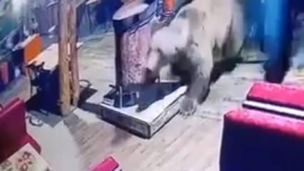 Bursa'da bir işletmeyi ayı bastı: O anlar saniye saniye kameralarda!	