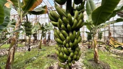 Muz serada 45 TL&rsquo;den alıcı buluyor!