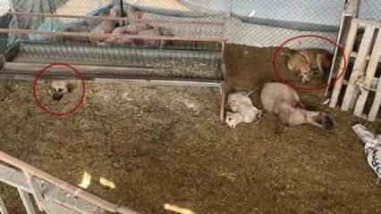 Osmaniye'de köpek dehşeti! Koyunları telef edip ahırda uyudular
