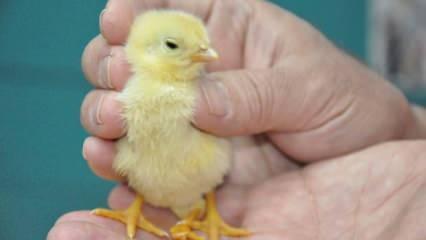 Yumurtadan çıkan civciv hayrete düşürdü! Hemen veterinere götürdü