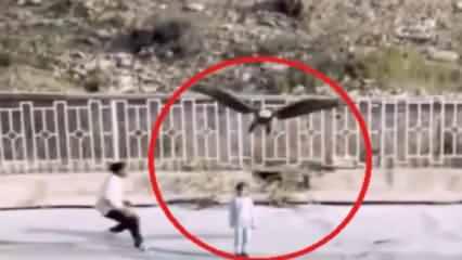 Gerçek mi, yapay zeka mı? İran'da kartal çocuğu kaçırmaya çalıştı