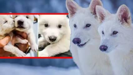 Köpek rahminde nesli tükenmiş ulukurtlar üretildi