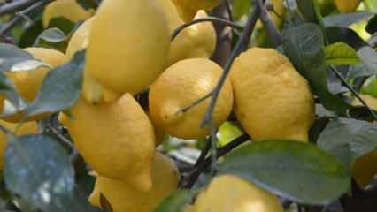 Bakanlıktan limon kararı! İhracatı durduruldu