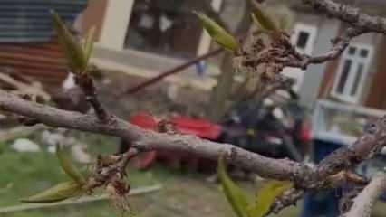 Elazığ&rsquo;da kayısıyı don vurdu!