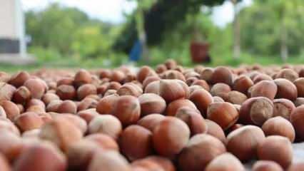 Giresun'da fındığın kilogramı 140-145 liradan işlem gördü