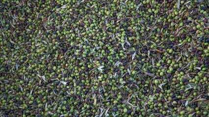 Türkiye, sofralık zeytin üretiminde dünya lideri
