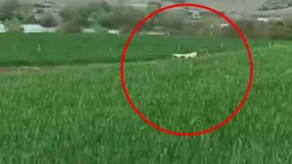 8 ay önce kaçan dana hala yakalanamadı! "Kaçtıkça yabanileşiyor"
