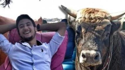 Aydın'da güreş boğası can aldı!