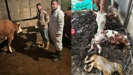 Adıyaman'da veterineri şoke eden hadise: İkiz buzağılardan birinin görüntüsü korkuttu 