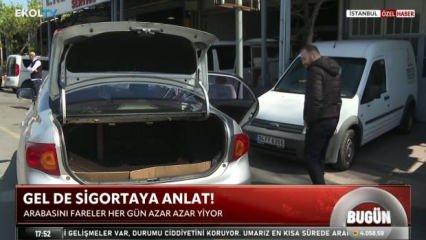 Fareler yuva yaptı: Aracı her gün yavaş yavaş yiyorlar!