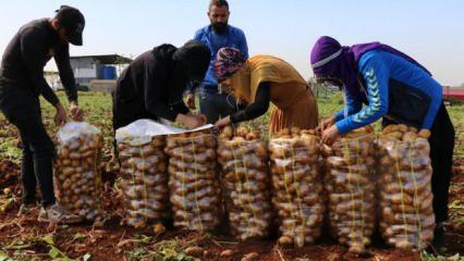 Adana'da turfanda patateste hasat mesaisi başladı