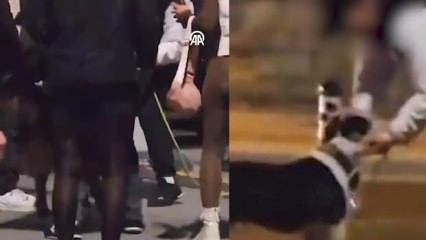 Bakırköy'de pitbull dehşeti yaşatan kişiye ceza