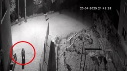 Bolu’da sokak köpeklerinin yiyecek arayan ayıyı kovaladığı anlar