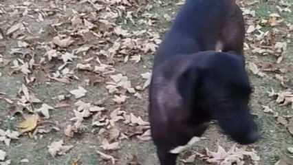 Eskişehir'de sokak köpeği dehşeti! 2 çocuk yaralandı