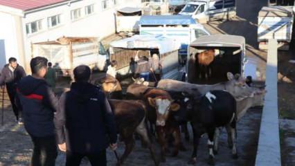Kurbanlık fiyatları belli  olmaya başladı! Hareketlilik başladı