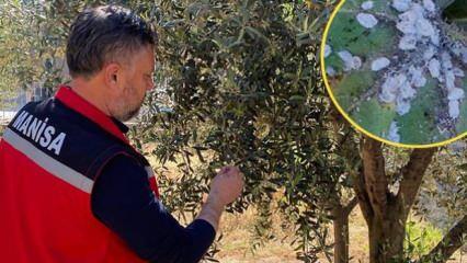Zeytin hasadı tehlikede! Bu böcek çitçinin kabusu: 'Bahçenizde varsa ilaçlayın' 