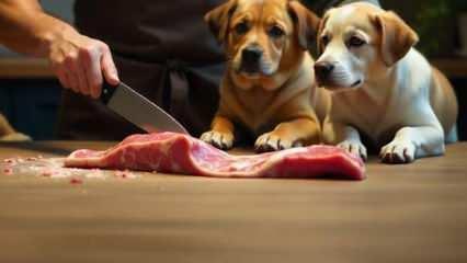Vatandaşına en çok köpek eti yediren ülkeler açıklandı! İşte dünyayı sarsan liste!