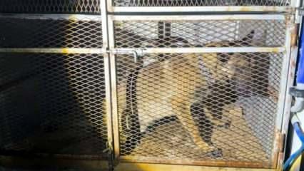 Bitlis’te durdurulan araçtaki köpeklerin altından 5,5 kilo uyuşturucu çıktı