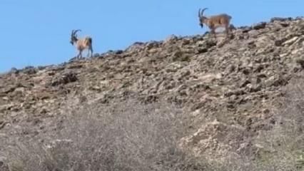 Elazığ'da dağ keçileri görüldü