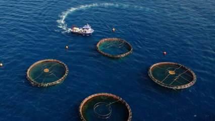 Karadeniz Bölgesi'nin su ürünleri ihracatı ilk çeyrekte 62 milyon doları aştı