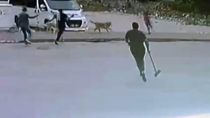 Korku dolu anlar! Sokak köpeklerinin saldırdığı çocuğu esnaf böyle kurtardı