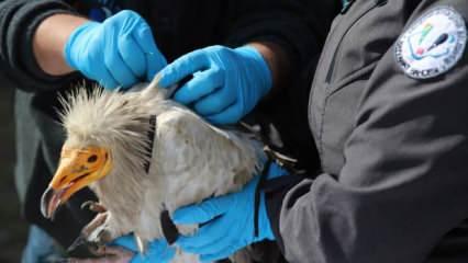 Verici takılan akbaba, 3 yılda 101 bin 230 kilometre uçtu
