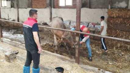 Hastalık alarmı: Tüm ilde hayvan pazarları kapatıldı!