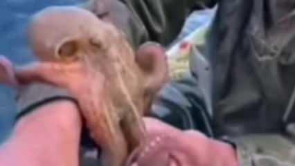 Aydın'dan ilginç görüntü: Ahtapot yakaladı! Sonrası gülme garantili...