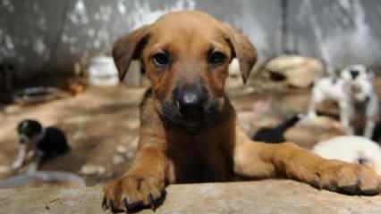 AYM'den sahipsiz köpek yasasıyla ilgili son dakika kararı