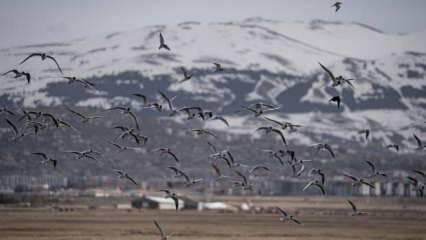 Kuş çeşitliliğinin korunması için göç rotaları haritalandırılacak