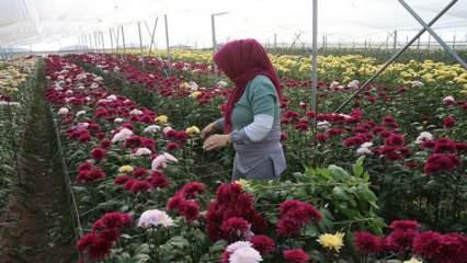 &Uuml;&ccedil; kadın senede 1 milyon fide ekiyor