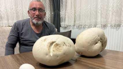 Yürüyüş yaptığı sırada 2,5 ve 1,5 kilogramlık iki dev mantar buldu
