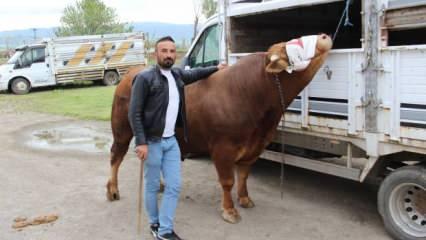 380 bin TL'ye alıcı bekliyor: Kurbanlığın ağırlığını öğrenen şaştı kaldı 