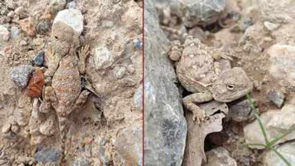 Erzincan'da görüntülendi: Her bakan göremiyor