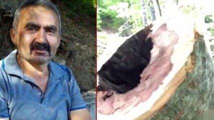 Bolu'da feci kaza: Üzerine ağaç devrilen işçi öldü!