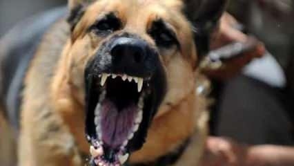 Sokak köpeği 5 yaşındaki çocuğa saldırdı