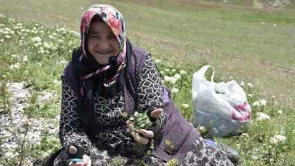 Tam bir mide ve bağırsak dostu! Kilogramı 100-150 TL arasında satılıyor