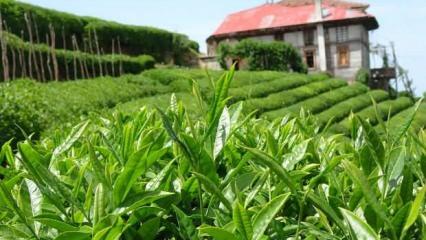 Çay alım bedeli açıklandı