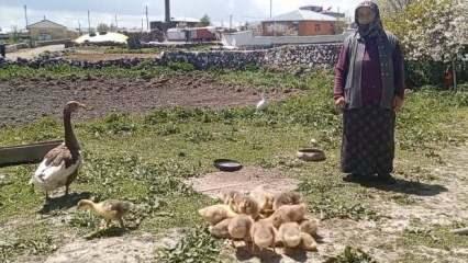 Kars'ta kaz, gram altınla yarışıyor! Şaşırtan fiyat...