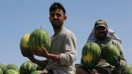 Hasat başladı, kilosu belli oldu