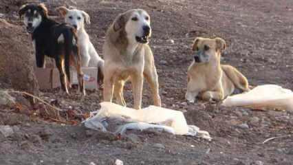 Başıboş sokak köpeği vahşeti: 5 yaşındaki Ömer hastaneye kaldırıldı