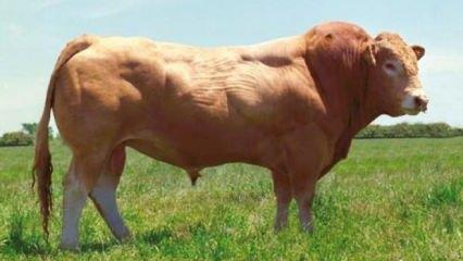Et verimi en yüksek ırk belli oldu! Kurbanlık alırken bunlara dikkat edilmeli
