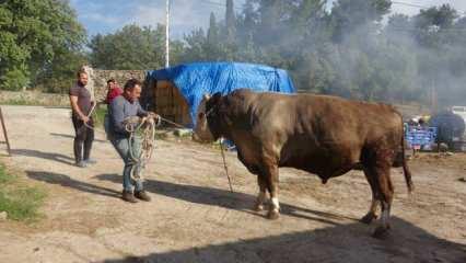 3 yaşındaki kurbanlığın ağırlığı 1,5 ton! Araba parasına satılıyor