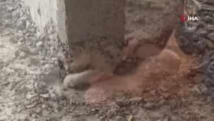 Şanlıurfa'da akıl almaz olay!